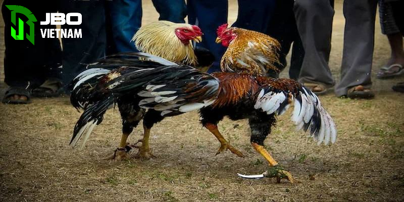 Nguồn gốc đá gà cựa dao