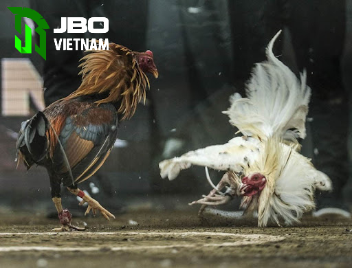 Ý nghĩa của đá gá cựa sắt