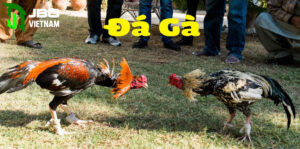 Chế độ tập luyện của đá gà đòn thomo