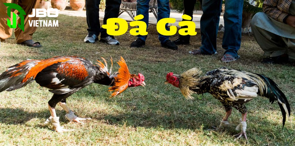 Chế độ tập luyện của đá gà đòn thomo