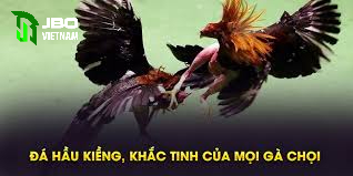 Ưu và nhược điểm của đá gà hàu kiềng