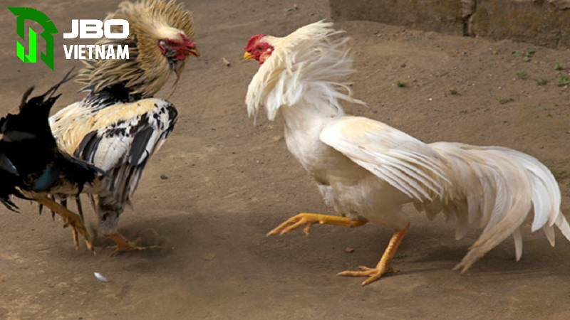 Những loại đá gà JBO phổ biến