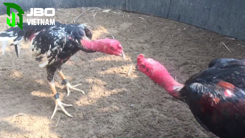 Nguồn gốc của đá gà nòi