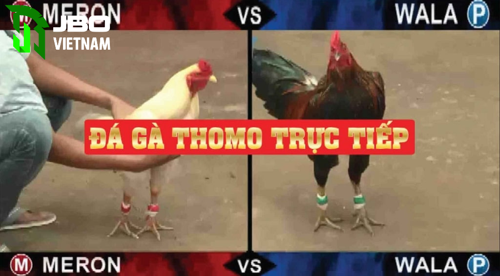 Lý do nên chơi đá gà trực tiếp tại JBO