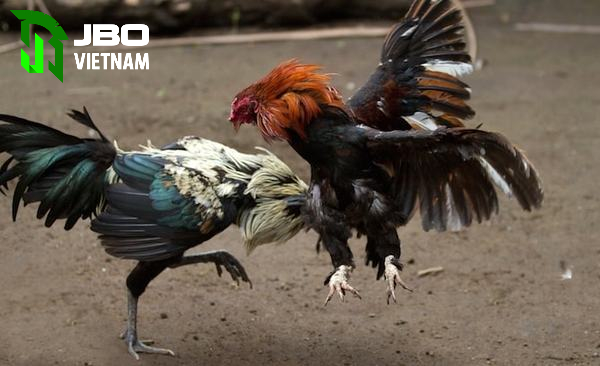 Nguồn gốc đá gà trực tiếp c4