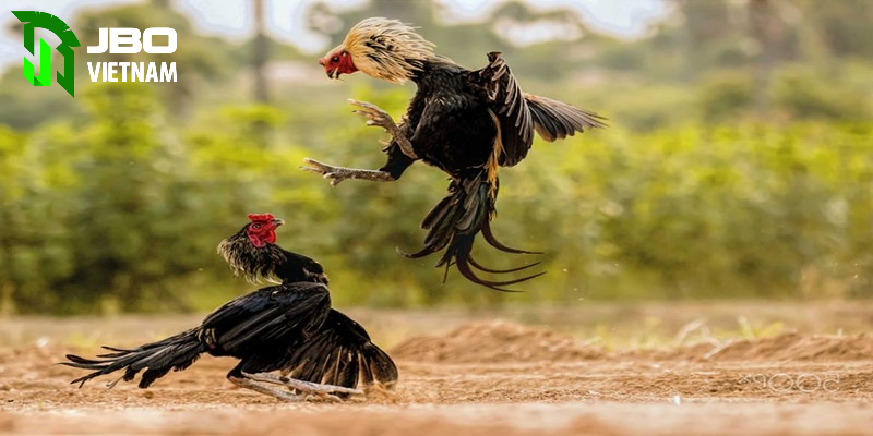 Những trải nghiệm khi tham gia đá gà trực tiếp c4