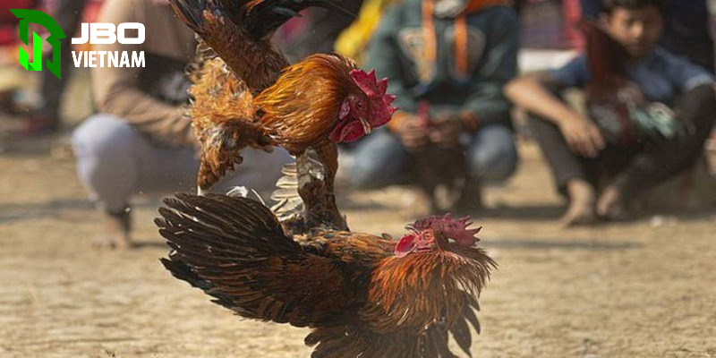 Bí quyết tham gia đá gà trực tiếp c4